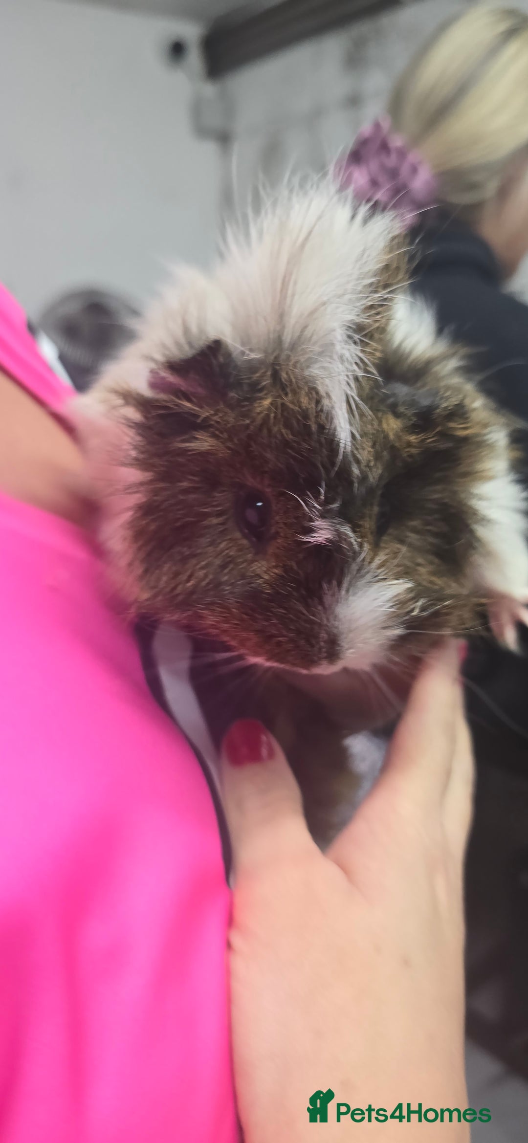Guinea Pig rodents for sale: Loving long haired male guinea pigs with cages - Image 5