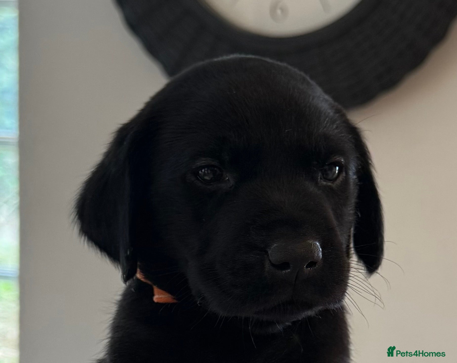 Labrador Retriever dogs **0/0 HIPS & ELBOWS** BOTH PARENTS BLACK LAB PUPS - Advert 1