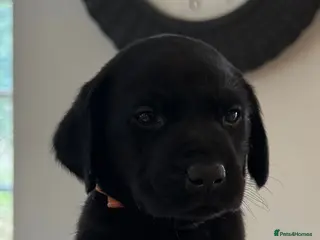 Labrador Retriever dogs **0/0 HIPS & ELBOWS** BOTH PARENTS BLACK LAB PUPS - Advert 1