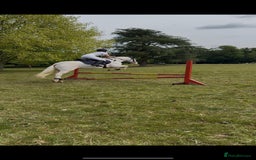 Other Breed horses for sale: Amazing pony club pony  - Image 2