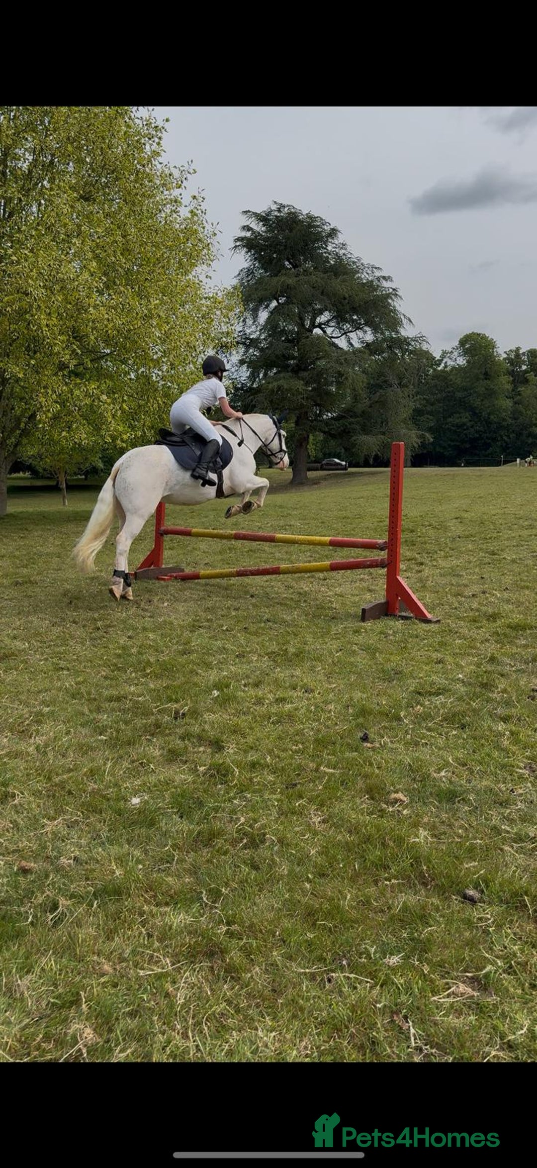 Other Breed horses for sale: Amazing pony club pony  - Image 2