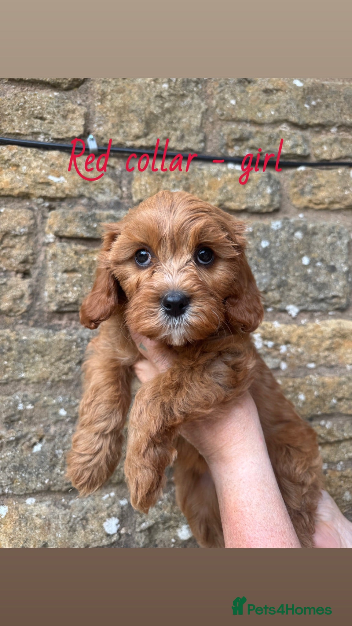 Cavapoo dogs LAST 3 CAVAPOOS READY TO GO NOW💙🩷 - Advert 2