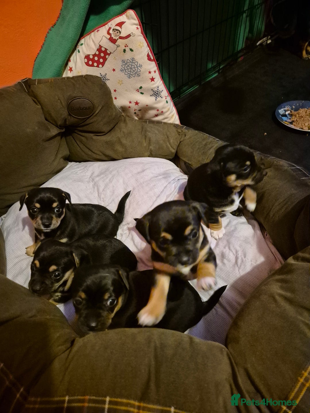 Jack Chi dogs for sale: Beautiful Jack Chi Puppies for Sale - Advert 3