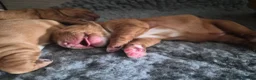 Cocker Spaniel dogs for sale: KC, Docked legally working Cocker Spaniels - Advert 4