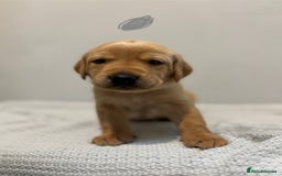 Labrador Retriever dogs for sale: Beautiful fox red puppies  - Image 23