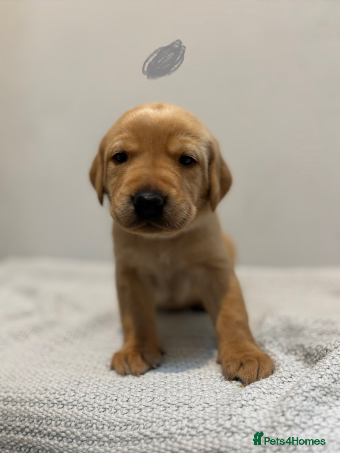 Labrador Retriever dogs for sale: Beautiful fox red puppies  - Image 23