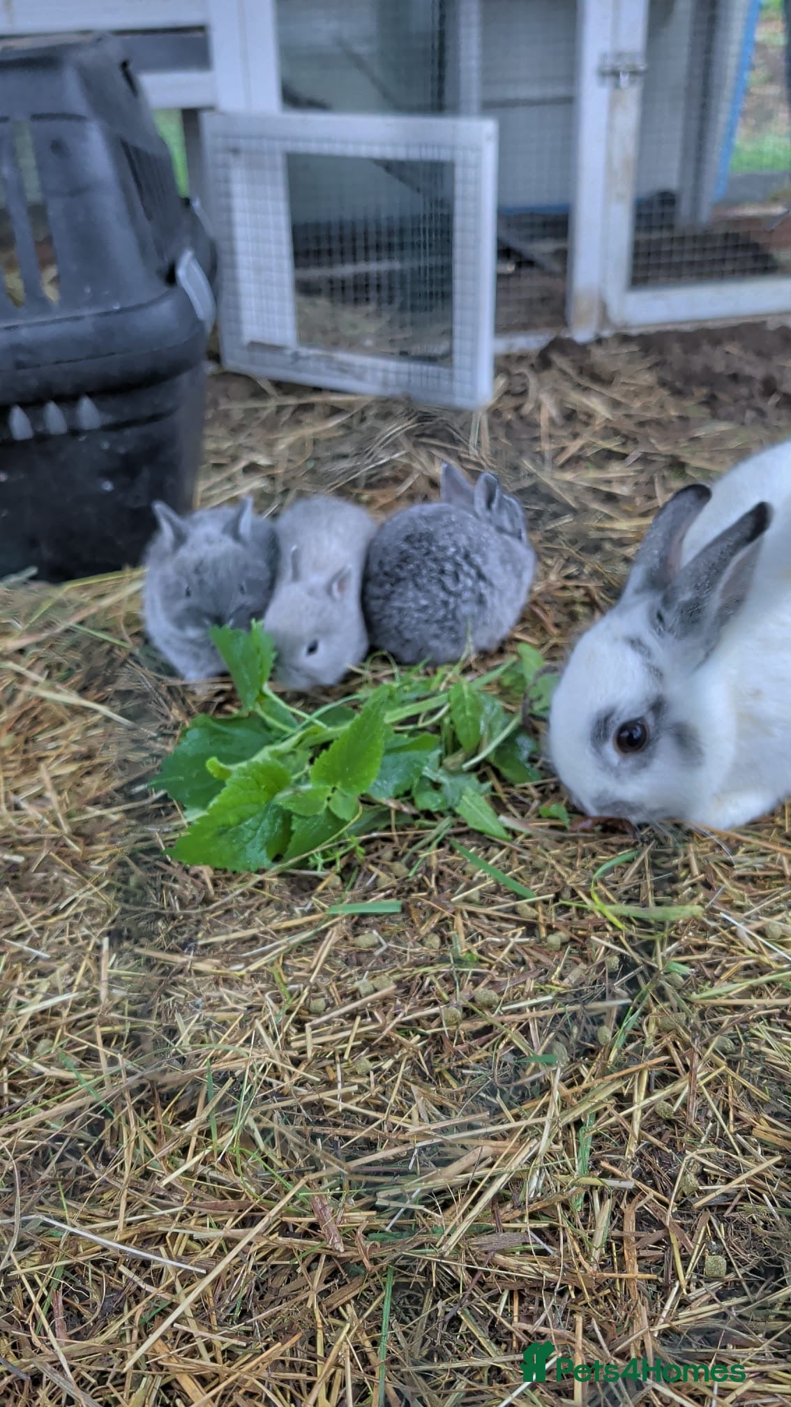 Netherland Dwarf rabbits Gorgeous Netherland Dwarf Rabbits - Advert 15
