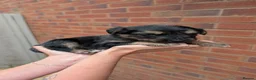 Mixed Breed dogs for sale: Merle Border Collie cross Golden Retriever puppies - Advert 15