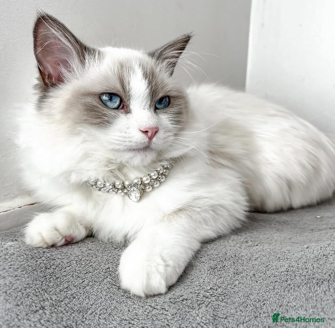 Ragdoll cats Blue Bi Colour Ragdoll - 16 months old - Advert 6
