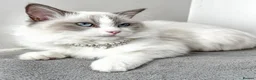 Ragdoll cats for sale: Blue Bi Colour Ragdoll - 16 months old in Purley - Advert 1