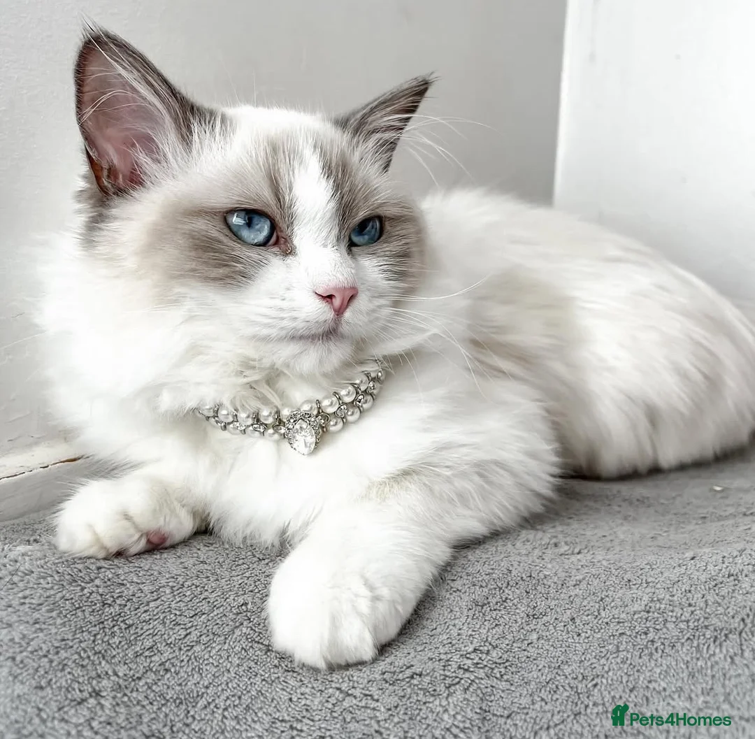 Ragdoll cats for sale: Blue Bi Colour Ragdoll - 16 months old in Purley - Advert 1
