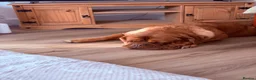 Dogue De Bordeaux dogs for sale: Dog de Bordeaux  in Kirkcaldy - Advert 2