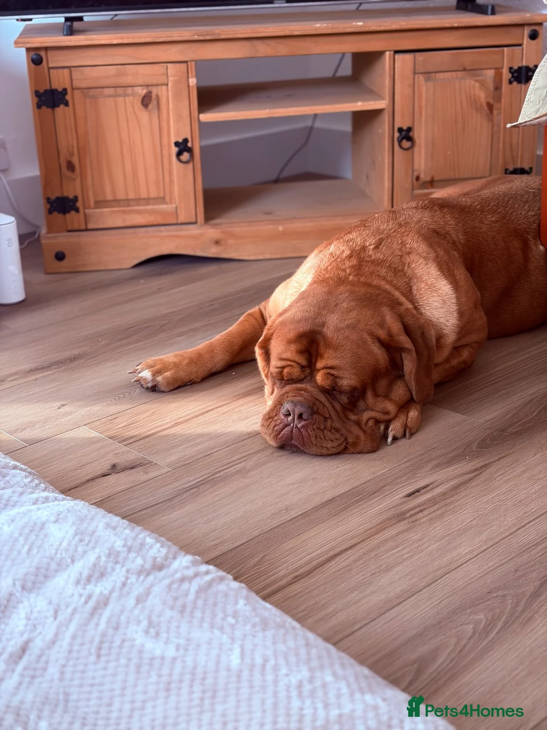 Dogue De Bordeaux dogs for sale: Dog de Bordeaux  in Kirkcaldy - Advert 2