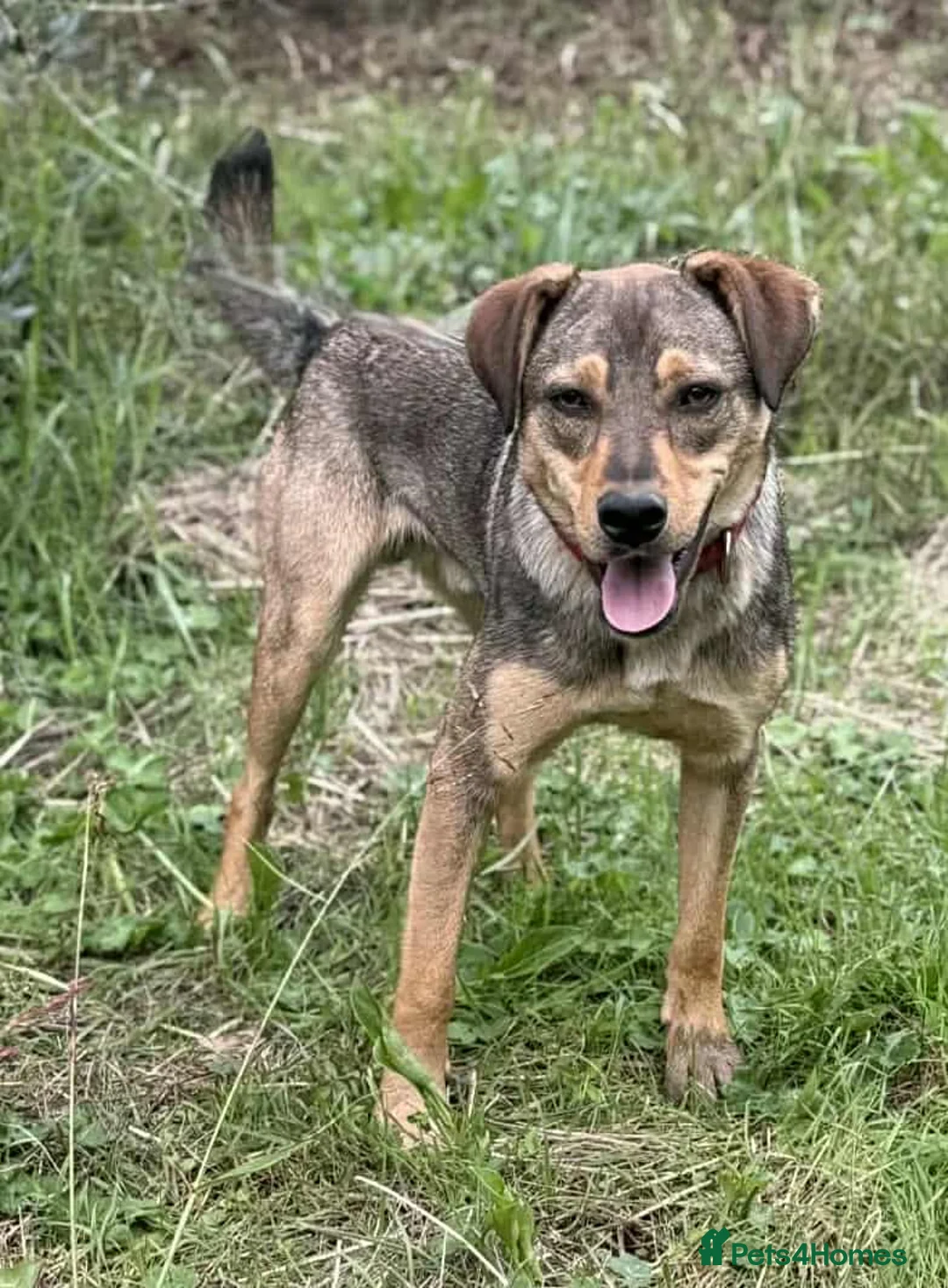 Mixed Breed dogs for adoption: Musu! - Advert 2