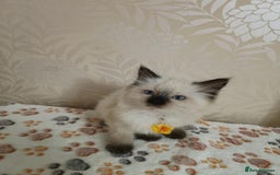 Ragdoll cats for sale: 8 beautiful Ragdoll cats - Image 4