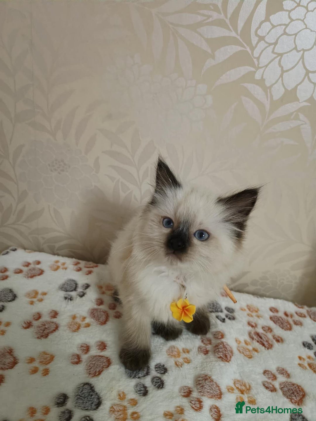 Ragdoll cats for sale: 8 beautiful Ragdoll cats - Image 4