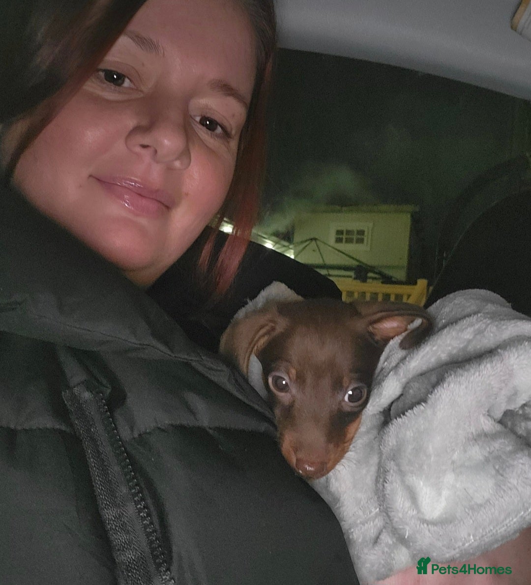 Miniature Dachshund dogs for stud: MINI DASCHUND FOR STUD - Advert 2