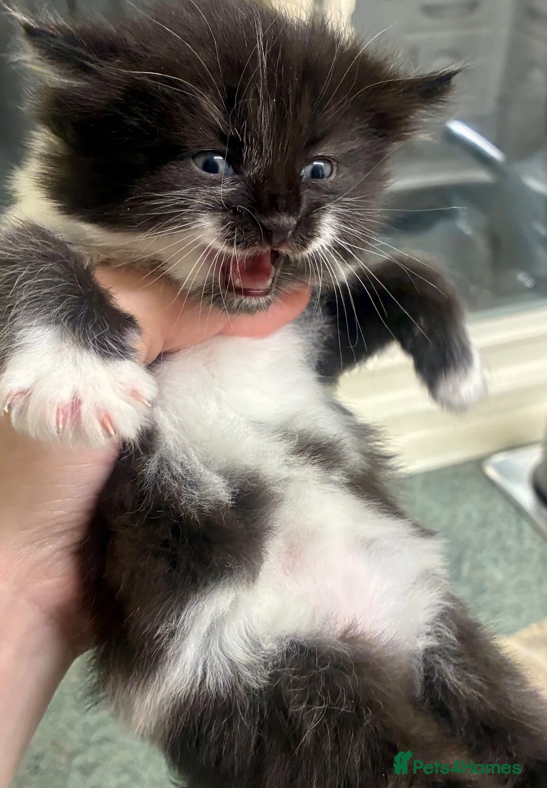 Turkish Angora cats for sale: Mix Turkish angora kitten  - Advert 12