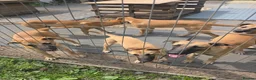 Belgian Shepherd Dog dogs for sale: Belgian Malinois puppies - 6 months old in Tonbridge - Advert 1