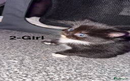 Mixed Breed cats for sale: Fluffy kittens - Image 3