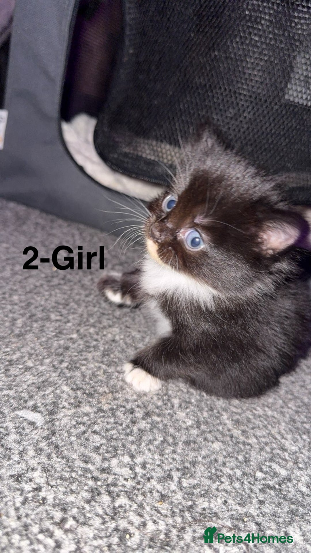 Mixed Breed cats for sale: Fluffy kittens - Image 3
