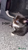 Mixed Breed cats - Advert 15