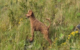 Cockapoo dogs for sale: Cockapoo pups - Image 6