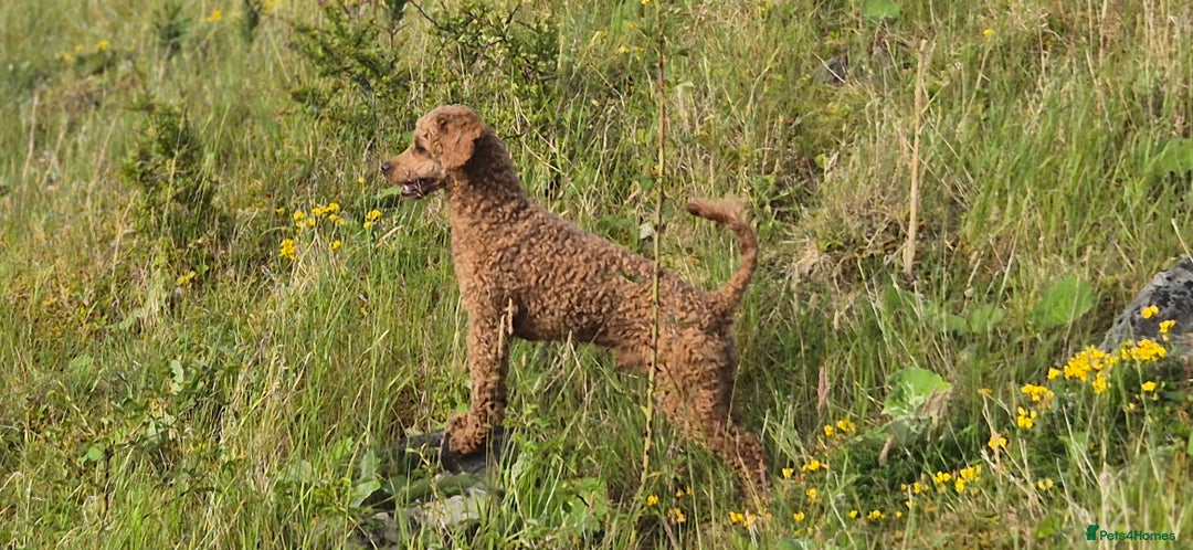 Cockapoo dogs for sale: Cockapoo pups - Image 6