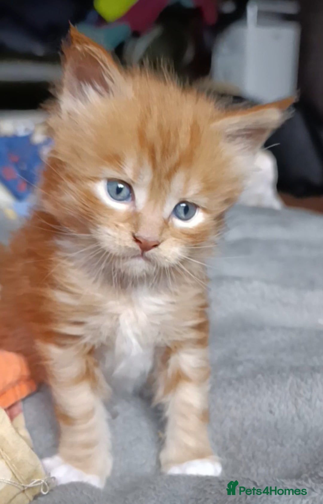 Maine Coon cats for sale: Maine Coon kitten Fire Red Marble Tabby and White - Image 4