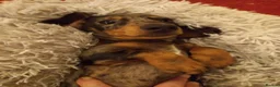 Miniature Dachshund dogs for stud: Leprimas Boycie - Advert 6