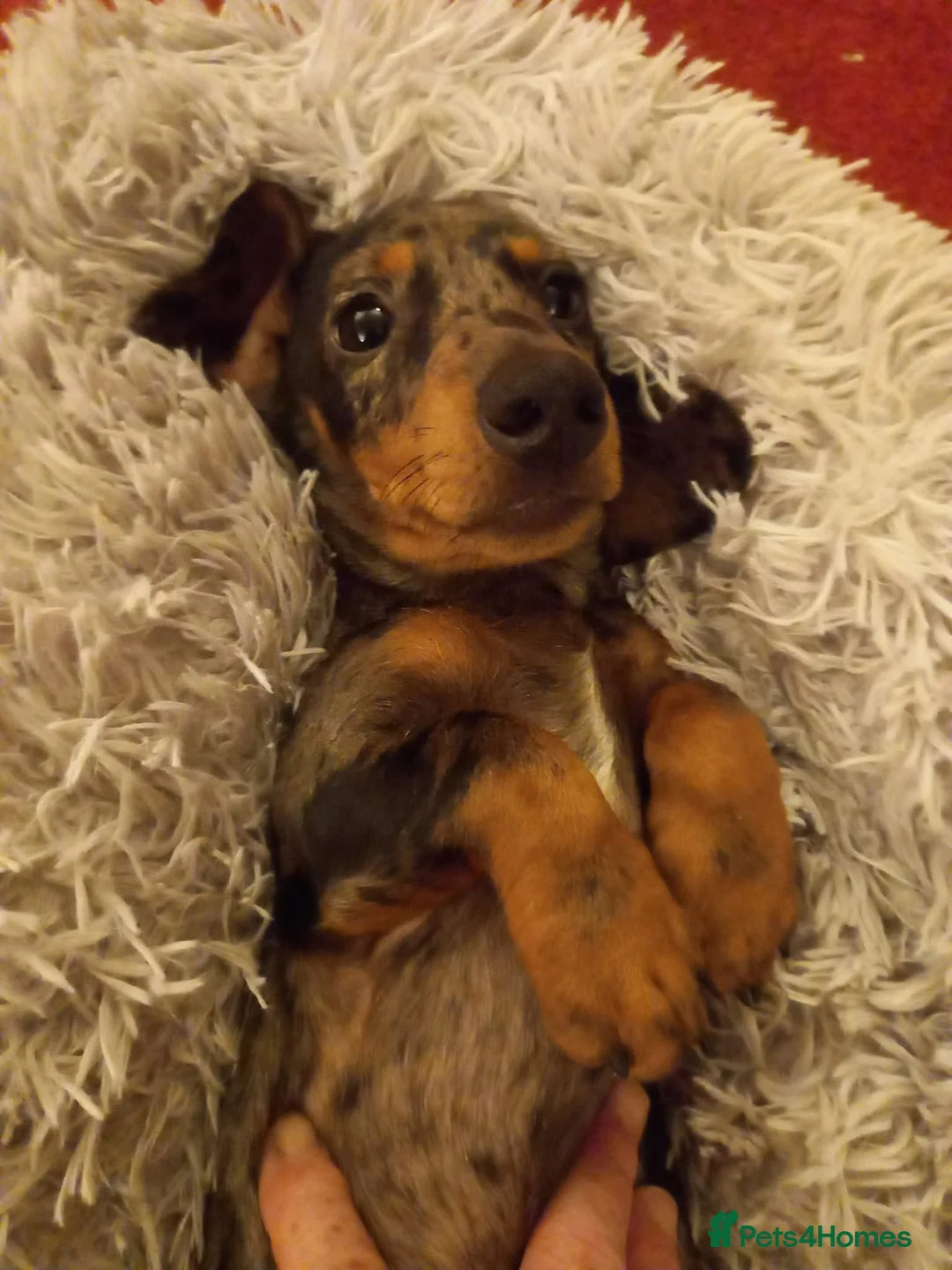 Miniature Dachshund dogs for stud: Leprimas Boycie - Advert 6