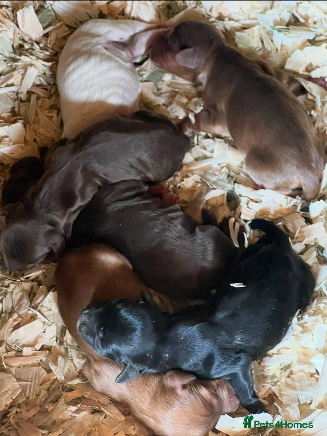 Cocker Spaniel dogs for sale: Beautiful Spaniel girl  - Image 2