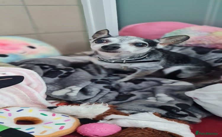 Chihuahua dogs - Advert 3
