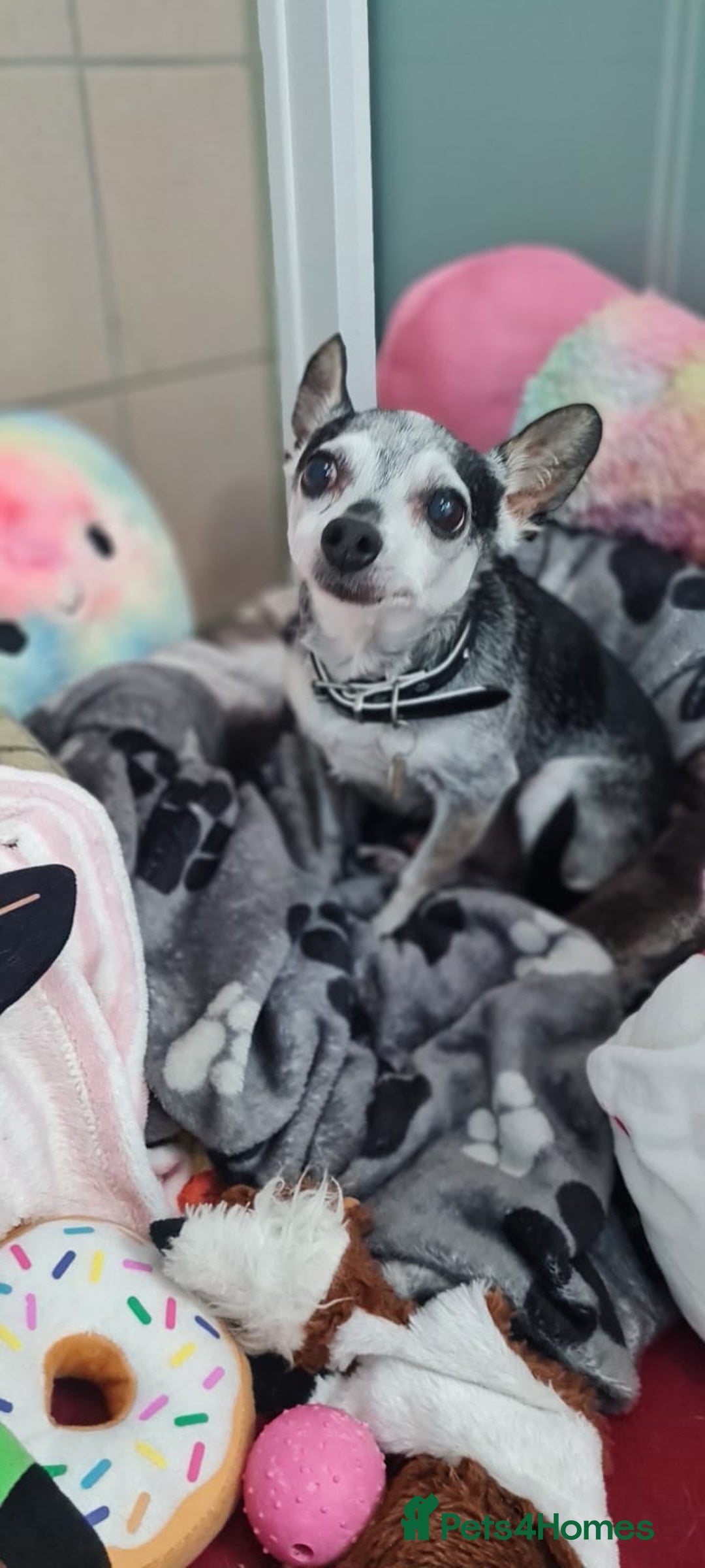 Chihuahua dogs for adoption: George - Image 1