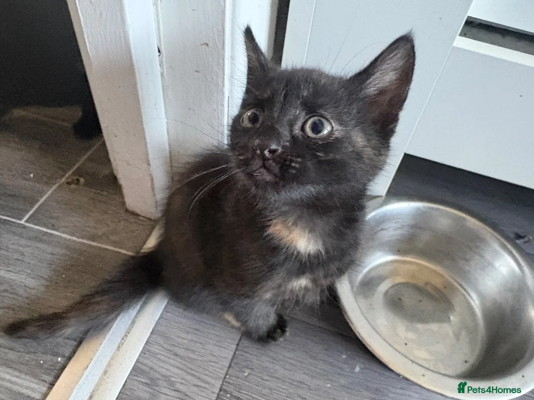 Mixed Breed cats for sale: 2 kittens  - Advert 5