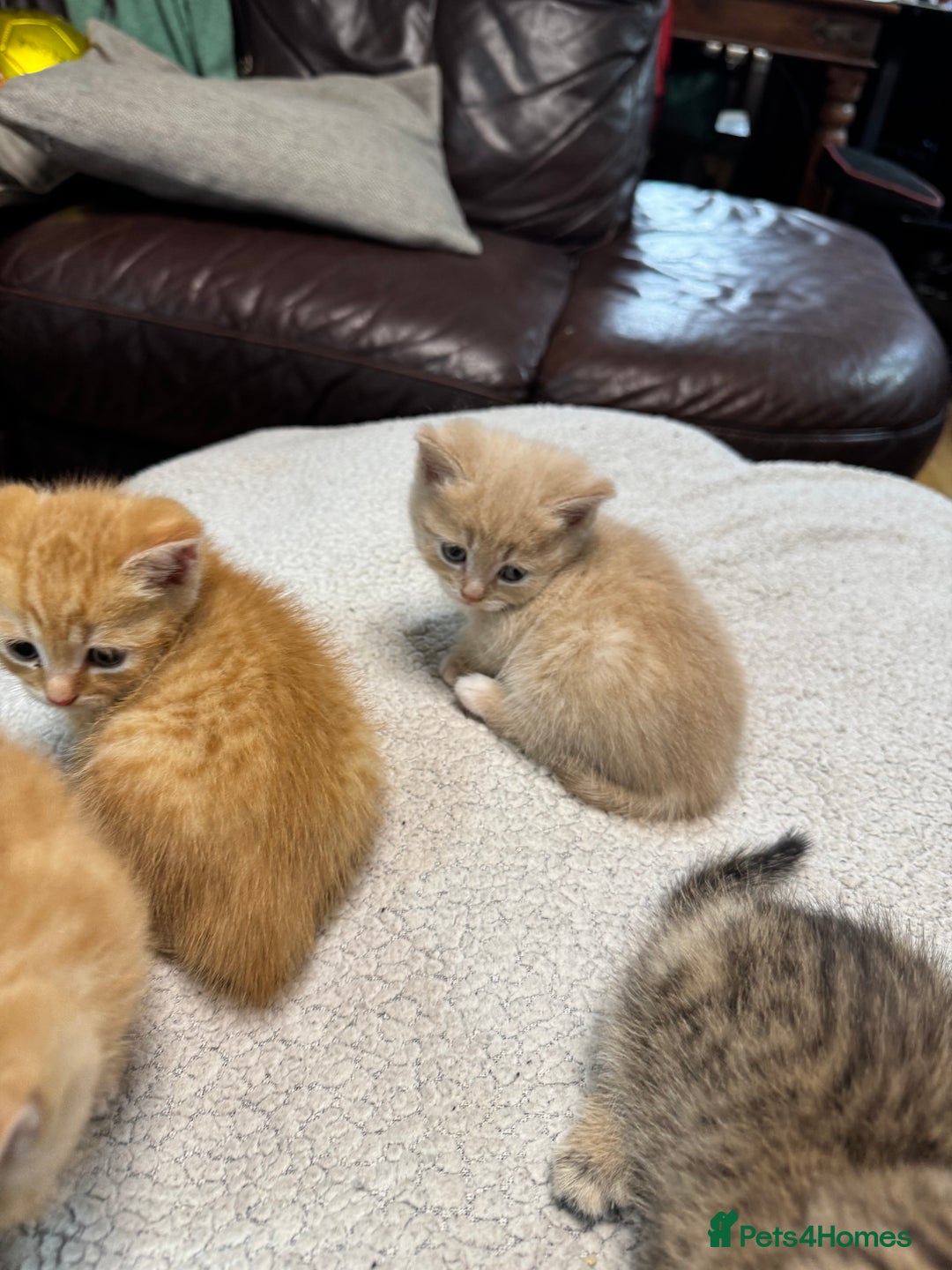 British Shorthair cats for sale: Stunning British Short Hair kittens for sale - Image 13