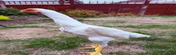 Chickens poultry for sale: WHITE O SHAMO CHICKENS - Advert 6