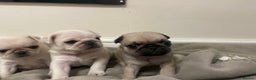 Pug dogs for sale: Beautiful pugs  - Advert 10