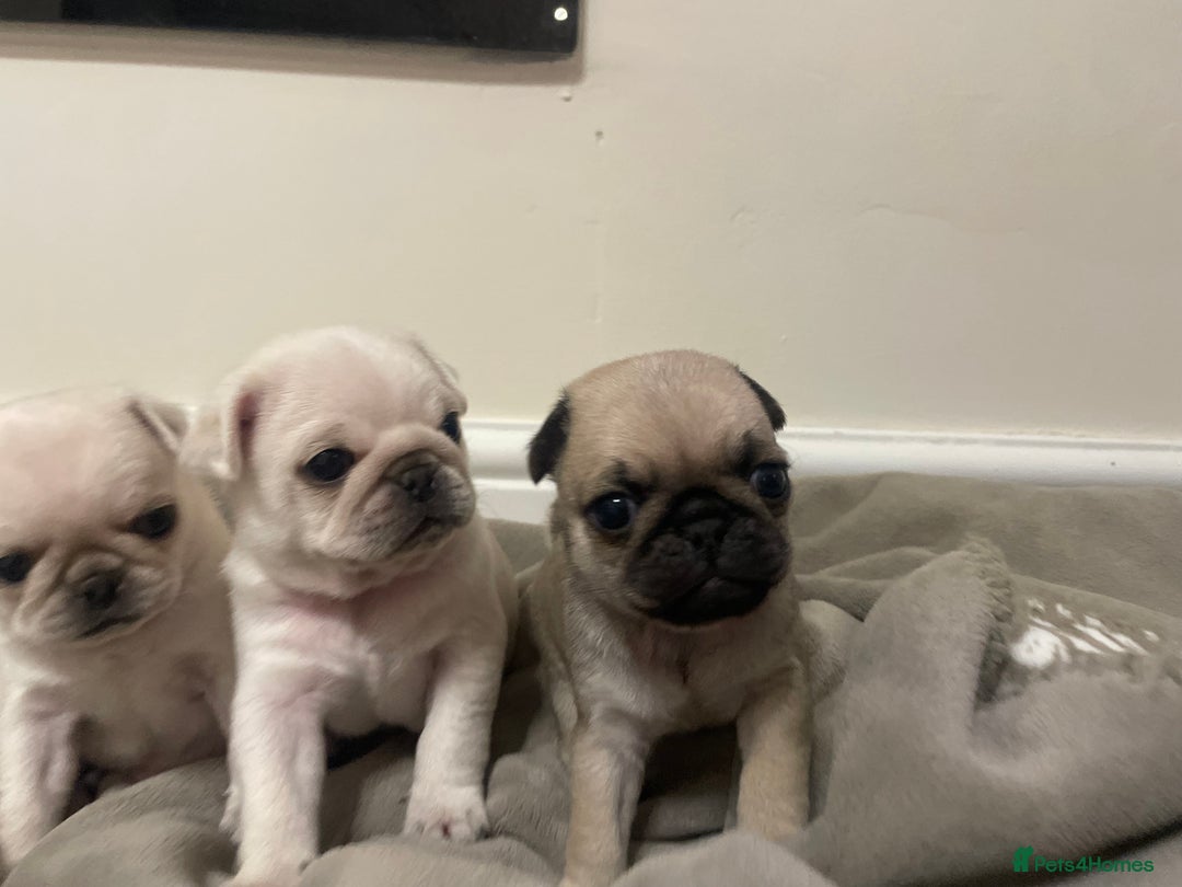 Pug dogs for sale: Beautiful pugs  - Advert 10