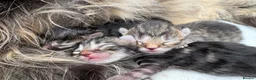 British Longhair cats for sale: Stunning Fluffy Tabby Longhaired  - Advert 15