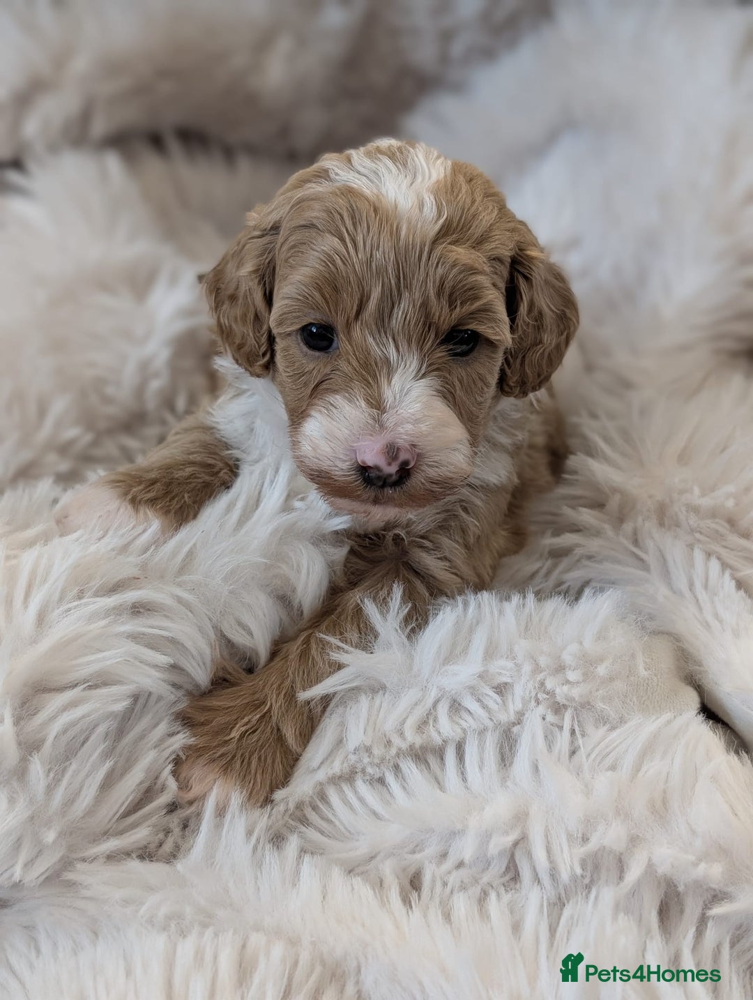 Australian Labradoodle dogs for sale: Minature Austrailian labradoodles - Image 8