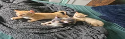 Sphynx cats for sale: Sphynx / Devon Rex Mix Kittens Ready Homes - Advert 7