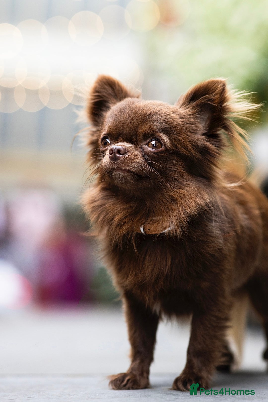 Chihuahua dogs for stud: ❤️ KC REG EXTENSIVELY HEALTH TESTED STUD ❤️ in London - Advert 13