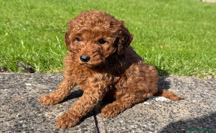 Miniature Poodle dogs - Advert 9