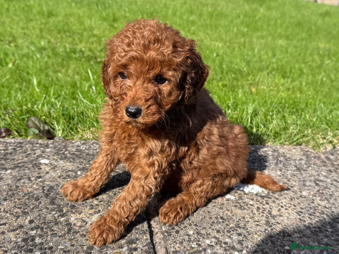 Miniature Poodle dogs for sale: Dark Red Miniature Poodle puppies  - Image 1