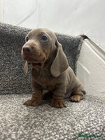 Miniature Dachshund dogs KC Reg Miniature Dachsunds - Advert 15