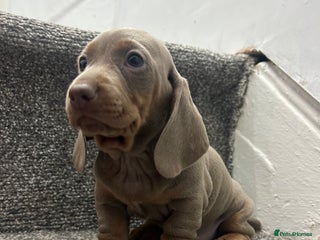 Miniature Dachshund dogs KC Reg Miniature Dachsunds - Advert 12
