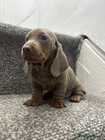 Miniature Dachshund dogs KC Reg Miniature Dachsunds - Advert 4