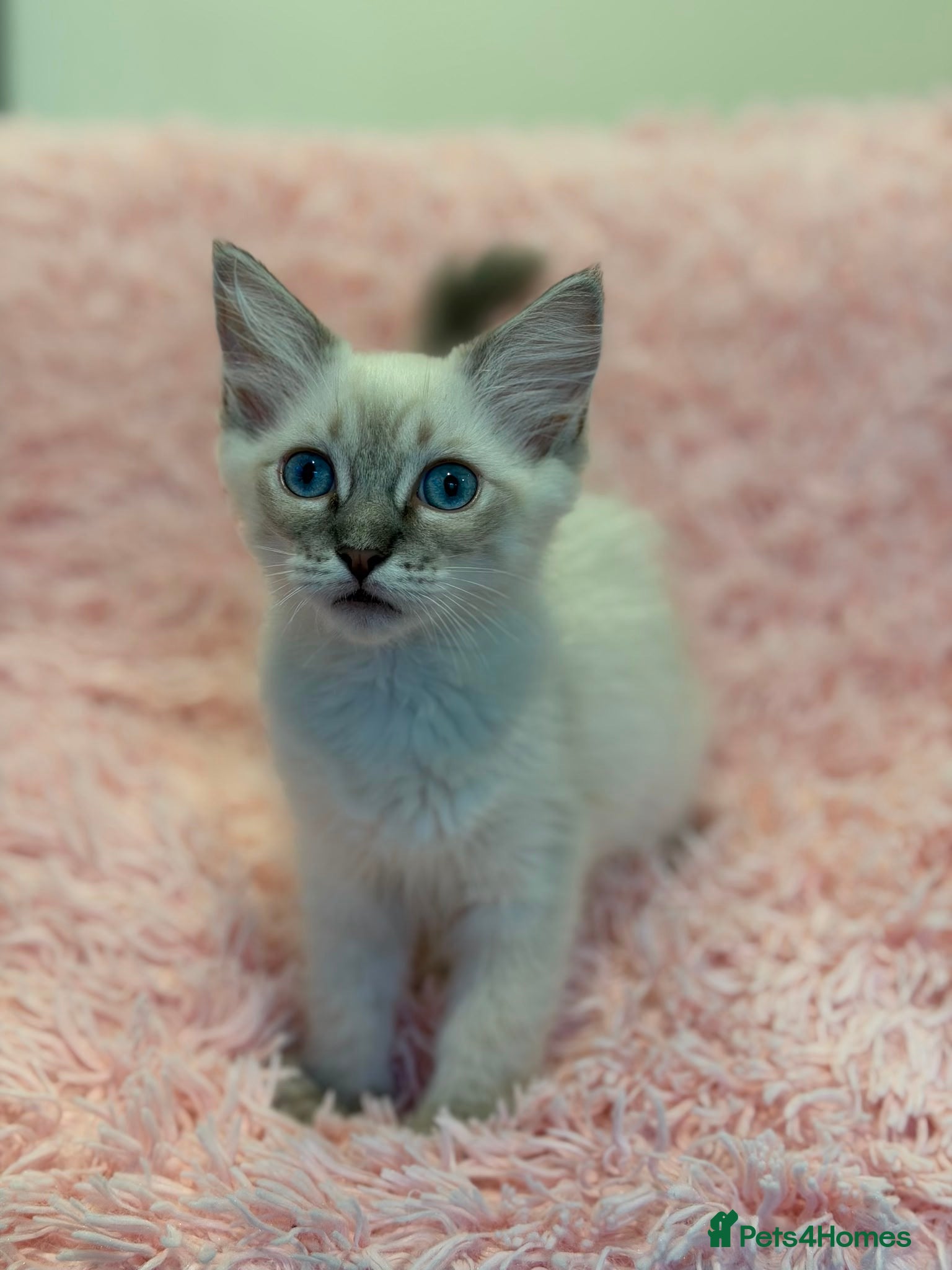 Ragdoll cats for sale: Stunning Pure Ragdoll Kittens ready to go now in London - Advert 6