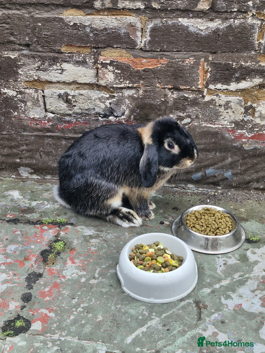 English rabbits for sale: Male Rabbit - Advert 1